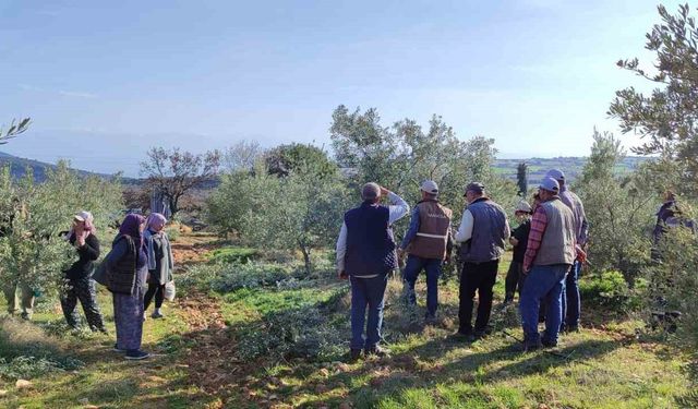 Salihli'de ücretsiz zeytin budama kursu başlıyor