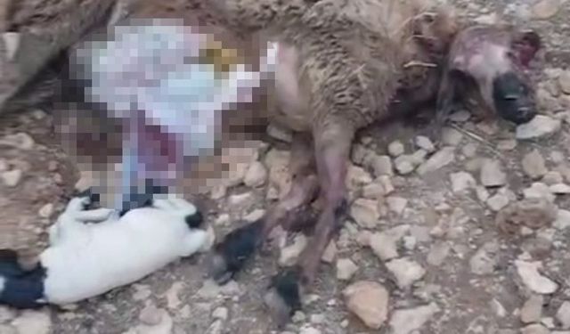 Şanlıurfa'da sürüye saldıran kurt 18 koyunu telef etti