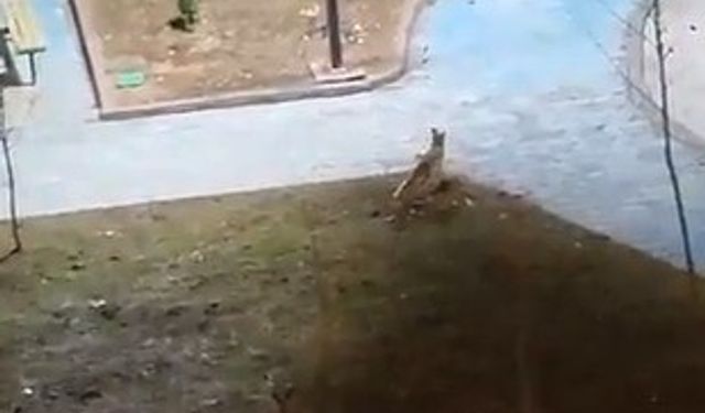 Şanlıurfa'da yiyecek arayan 2 tilki kent merkezine indi