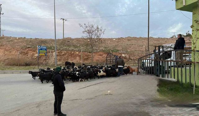 Şap hastalığı nedeniyle kapalı olan Siirt Hayvan Pazarı açıldı