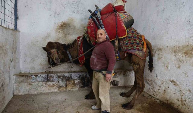 Şap karantinası nedeniyle iptal edilen deve güreşleri sektörde sıkıntıya neden oldu