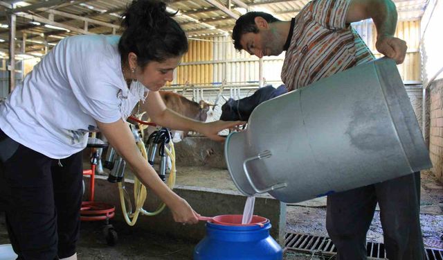 Şapın vurduğu üreticiler süt fiyatında güncelleme istiyor