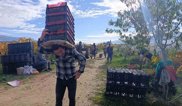 Sarıgöl'de üzüm kesimi aralık ayında da sürüyor