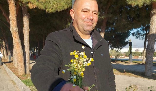 Sarıgöl'de zemheri papatyaları açtı