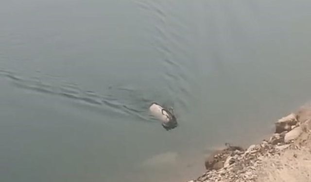 Sarp kayalıkların ustası baraj gölünde yüzerken görüldü