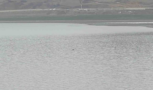 Sıhke Göleti'ne giren inek telef oldu