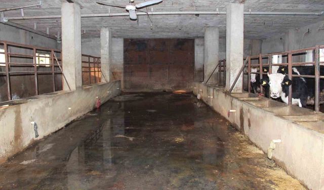 Siirt'te 3 buçuk ayda 54 büyükbaş hayvanı telef olan besicinin zararı 8 milyon lirayı buldu