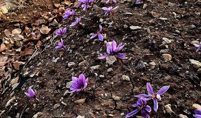 Siirt'te safran üretiminde ilk başarılı uygulama gerçekleştirildi