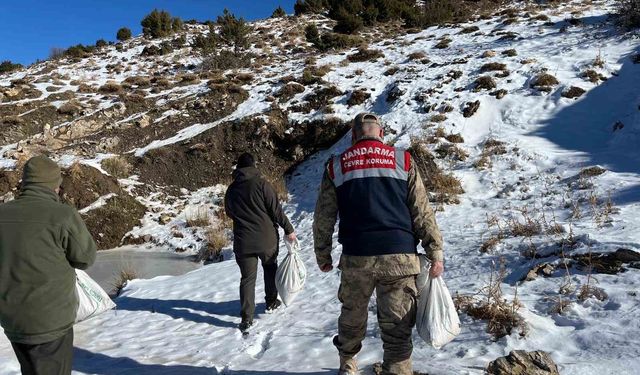 Siirt'te yaban hayvanlarına 750 kilo yem bırakıldı