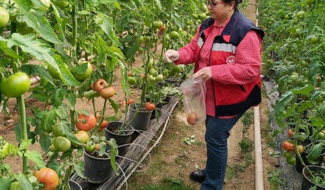 Simav'daki sera alanlarından pestisit denetimi için domates numunesi alımı