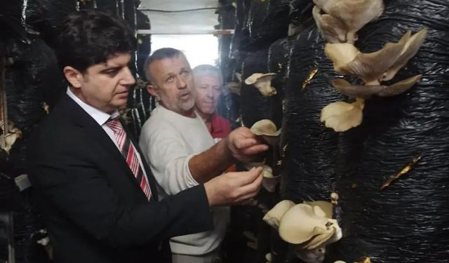 Sinop'ta mantar yetiştiriciliği eğitimi