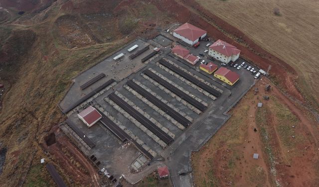 Sivas'ta sokak hayvanları için kapsamlı dönüşüm başladı