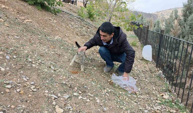 Siverek'te sahipsiz kedilere mama bırakıldı