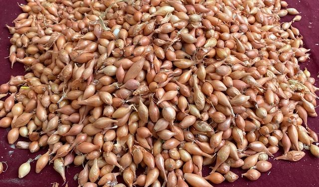 Soğan üreticilerine 'Dikim zamanı' uyarısı