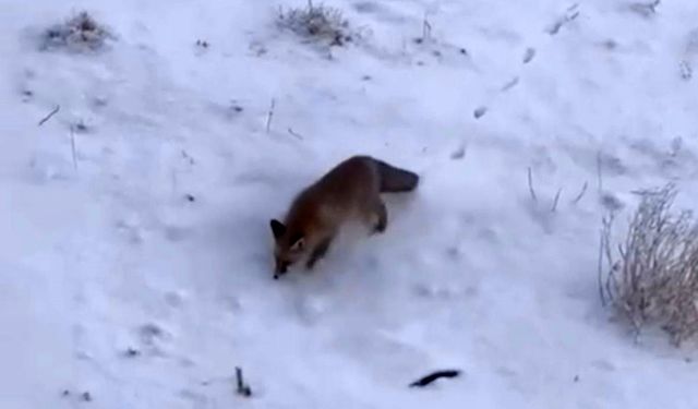 Soğuk hava tilkileri Diyadin merkezine indirdi