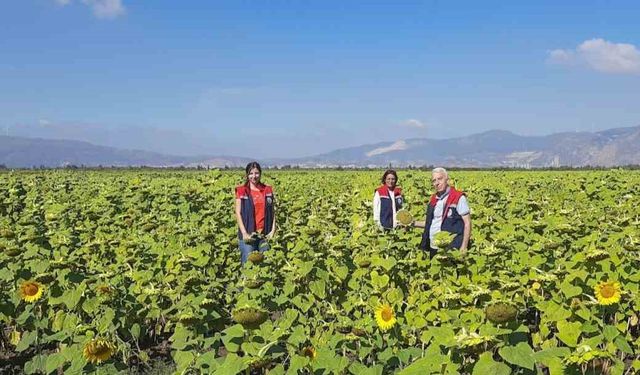 Söke'de 10 bin dekarlık alana ayçiçeği tohumu dağıtılacak