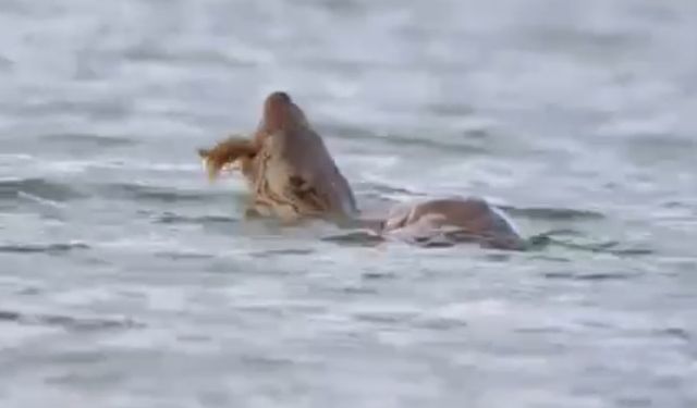 Su samuru avını yerken görüntülendi