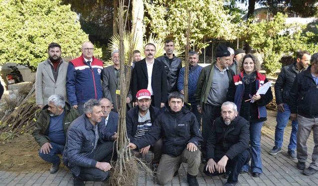 Sultanhisar'da üreticiye kestane ve incir fidesi dağıtıldı