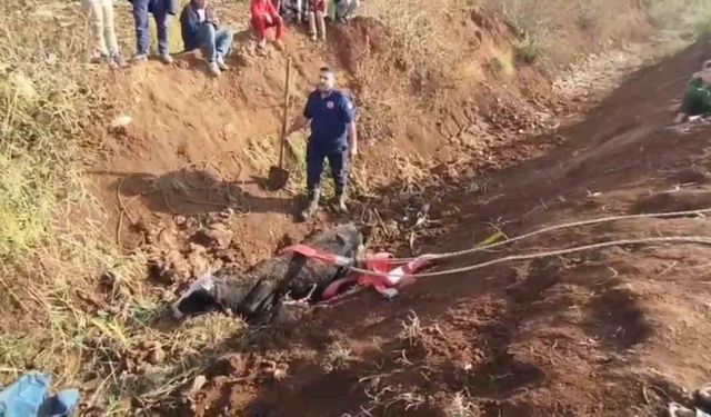 Tahliye kanalına düşen inek kurtarıldı