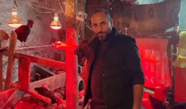 Tavuklara müzikli terapi: 'Yumurta verimi arttı'