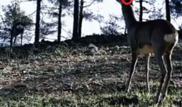 Tekirdağ'da tek boynuzlu karaca görüldü