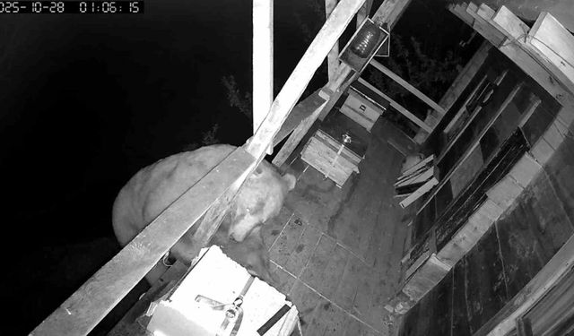 Tırmandığı balkonda kovanlardaki balı yiyen ayı kameralara yakalandı