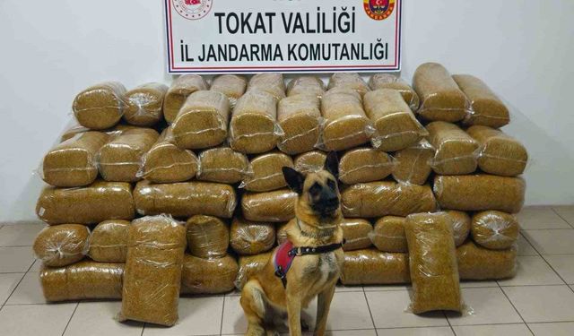 Tokat'ta 485 kilogram kaçak tütün ele geçirildi