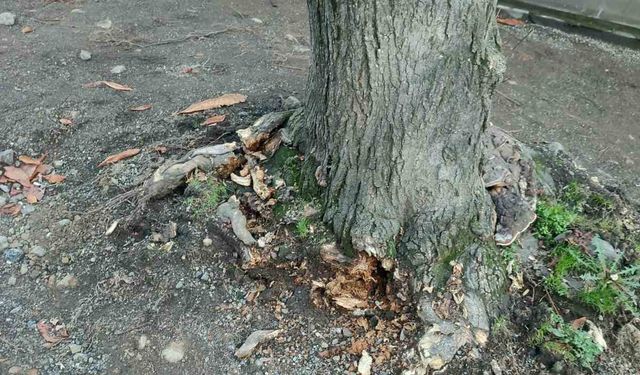 Trabzon Büyükşehir Belediyesi'nden 'yeşil dokuya zarar' iddialarına yanıt