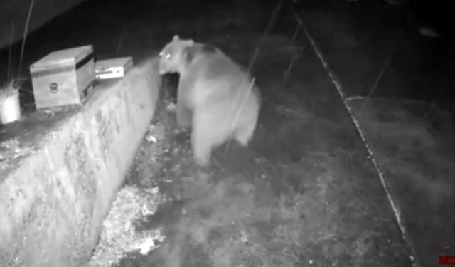 Trabzonlunun anons sistemi ayıyı korkup kaçırttı