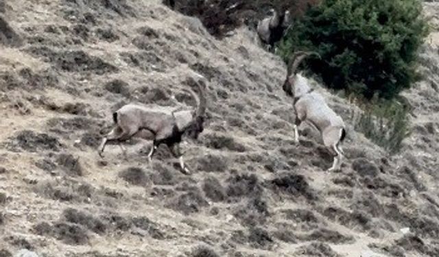 Tunceli'de tekelerin liderlik kavgası kamerada