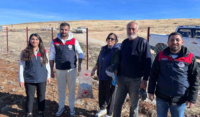 Tunceli'nin 4 ilçesinde sarımsak ekimi yapıldı