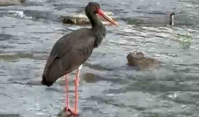 Türkiye'de nadir görülen kara leylek Karabük'te görüldü