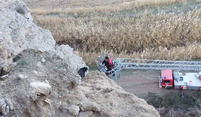 Uçurumda mahsur kalan keçileri itfaiye kurtardı