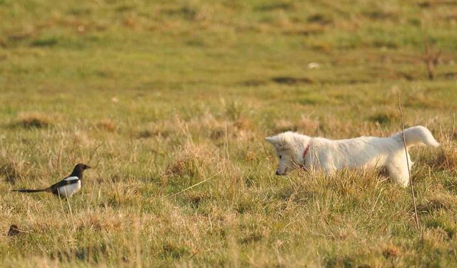 Van kedisine benzetti, fare avlayan köpek olduğu ortaya çıktı