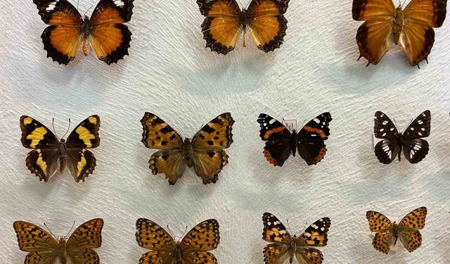 Van'da binlerce kelebeğin korunduğu araştırma koleksiyonu büyüyor