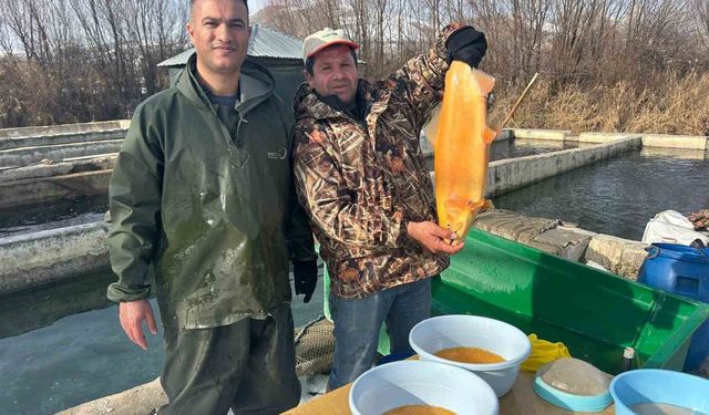 Van'da binlerce ton kapasiteli tesislerde alabalık sağımı başladı