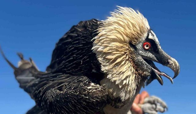 Van'da tedavi edilen yırtıcı kuşlar doğal yaşam alanına salınıyor