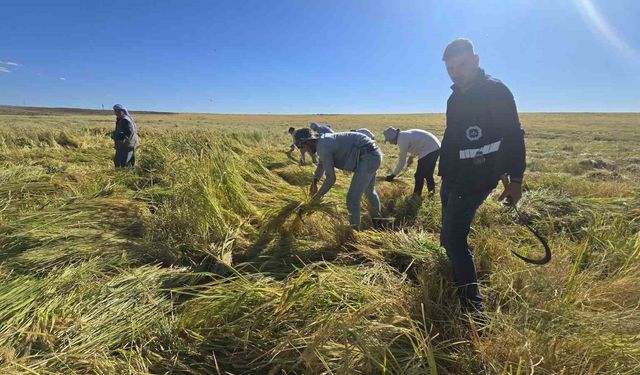 Volkanik arazide yetiştirilen Karacadağ pirinci zengin mineral oranıyla dikkat çekiyor