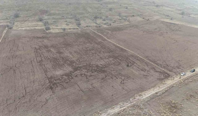 Yaban domuzları arpa ve buğday ekili tarlayı adeta haritaya çevirdi