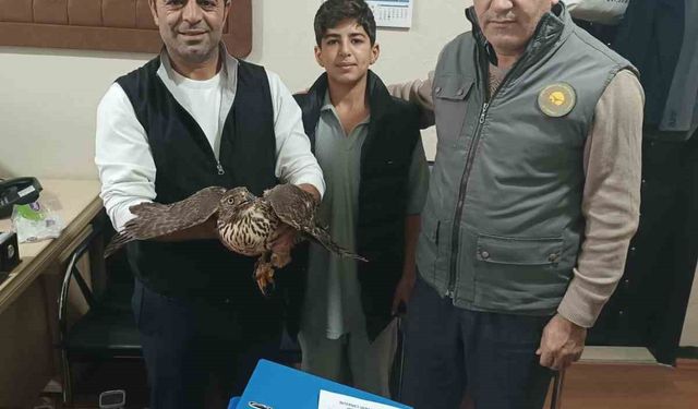 Yaralı şahin tedavi altına alındı