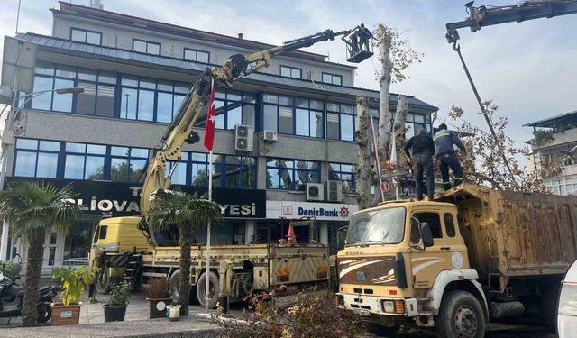 Yaşı 200'e yaklaşan çınar ağacı budandı