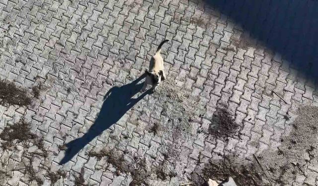 Yavru kangalın dronla imtihanı