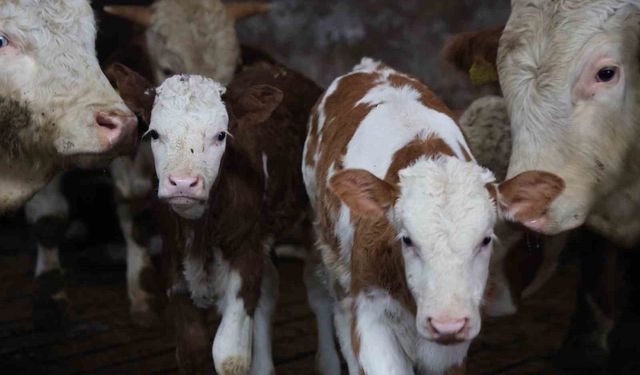 Yıl bitmeden gelen çifte mutluluk: Üreticinin ikiz buzağı sevinci
