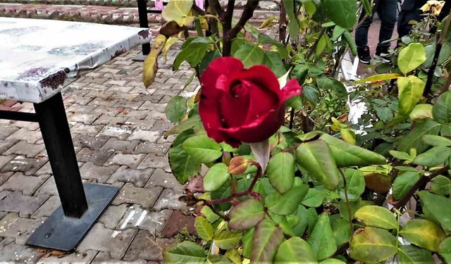 Yozgat'ta yalancı bahar: Aralık ayında güller ve diğer çiçekler açtı