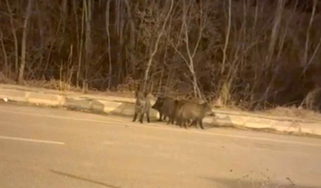 Yüksekova'nın farklı noktalarında domuz sürüleri görüntülendi
