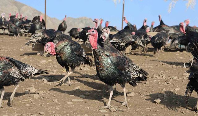 Yurtdışından dönüp, memleketine çiftlik kurdu