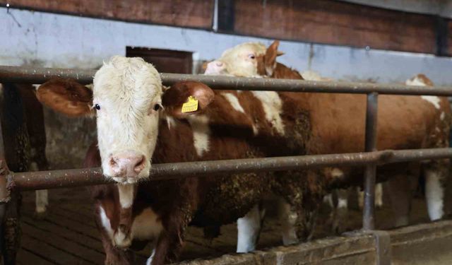 Yüzde 60 hibe aldığı destekle 300 hayvanlık çiftlik kurdu