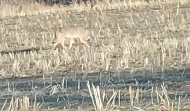 Aç kalan kurtlar yerleşim merkezine indi