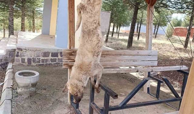 Afyonkarahisar'da öldürülen köpekle ilgili çok yönlü soruşturma