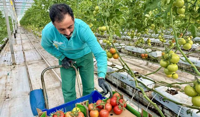 Ağrı'da, jeotermal serada üretilen ürünler Avrupa pazarına açılıyor
